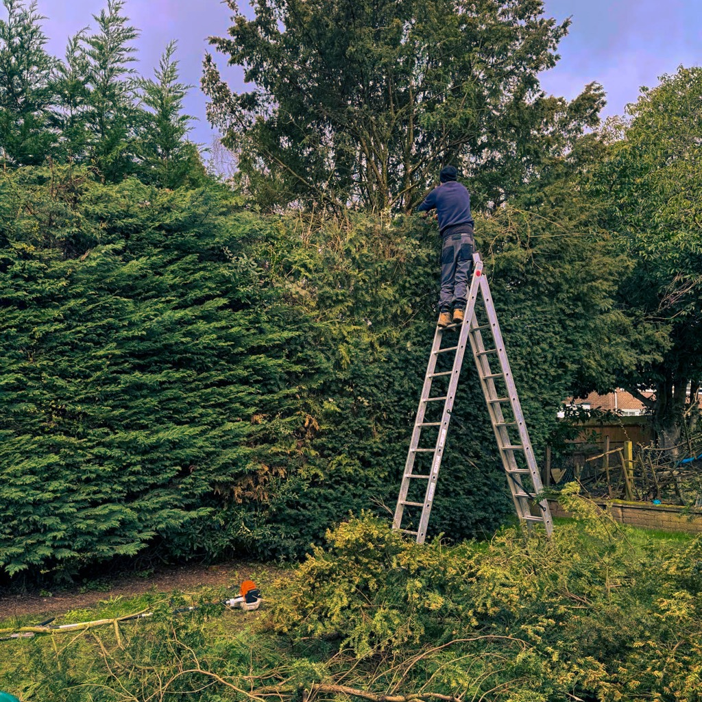 HEDGE CUTTING LONDON – PickAFixer.com